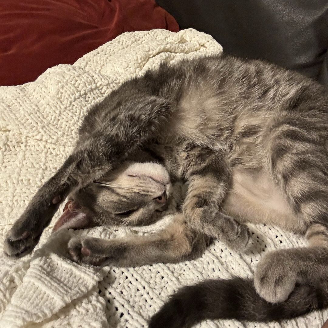 Silver and black tabby curled in a funny position.