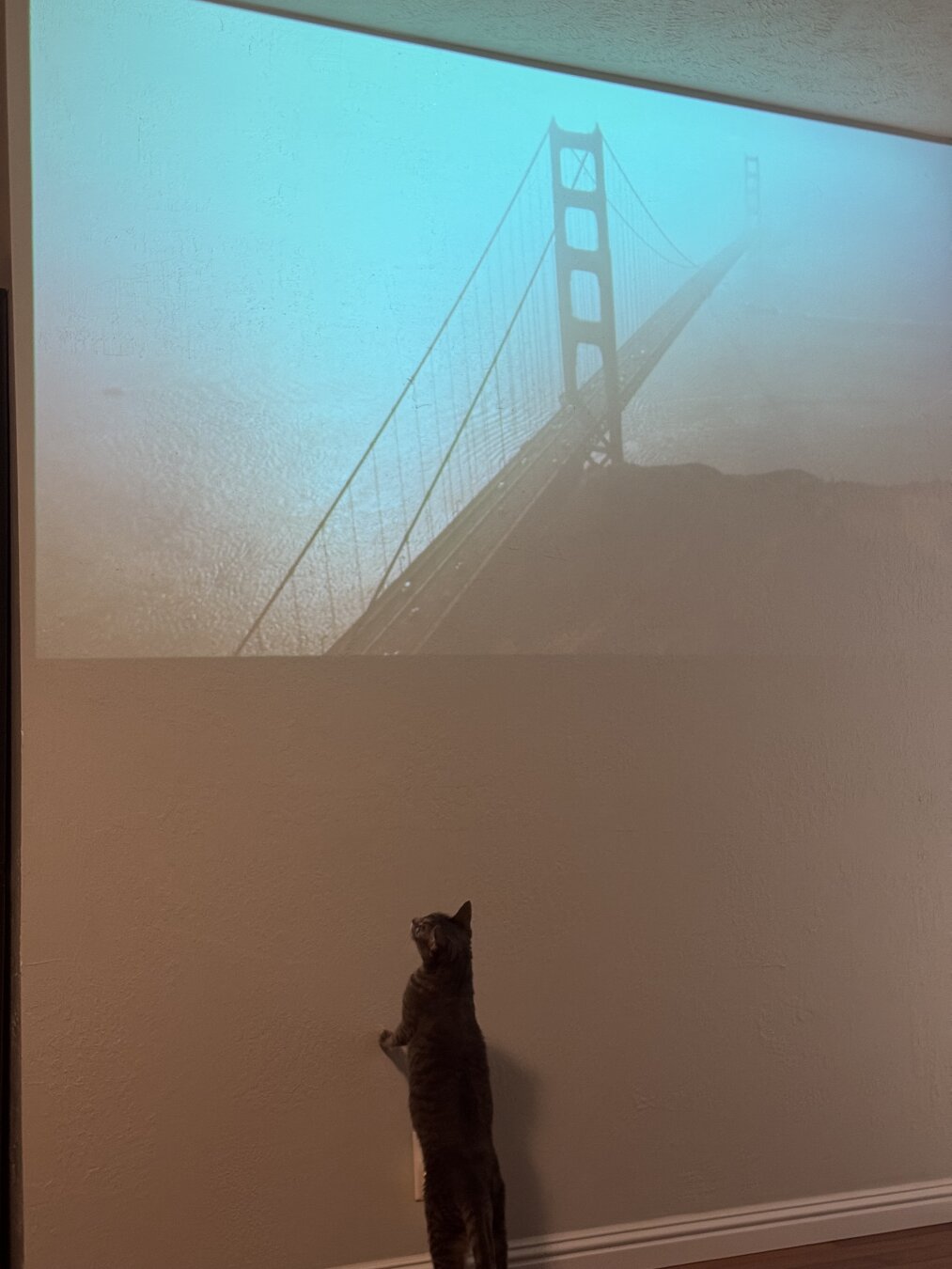Silver gray tabby standing on hind legs looking at the Golden Gate Bridge projected on a wall.