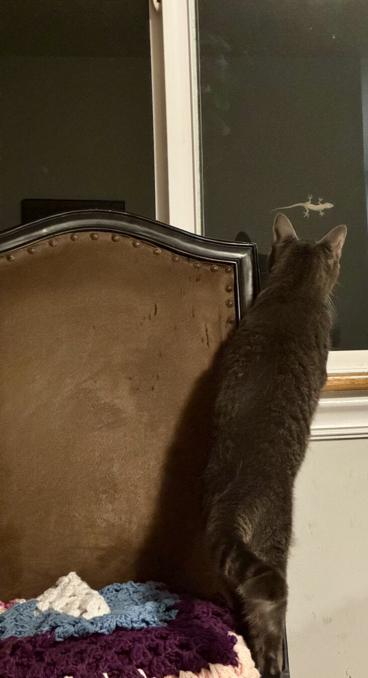 Cat standing on chair looking out window at gecko
