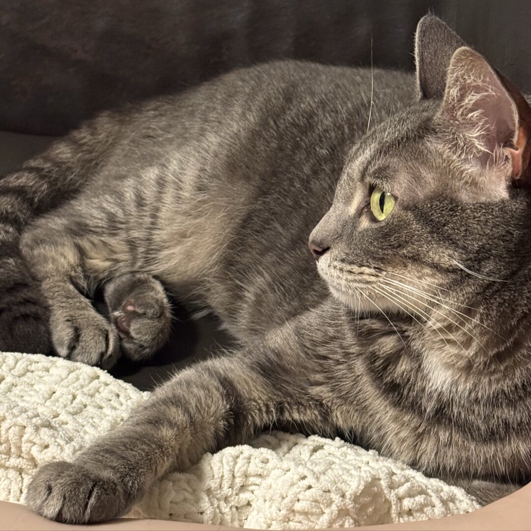 Silver and black tabby lounging with head up
