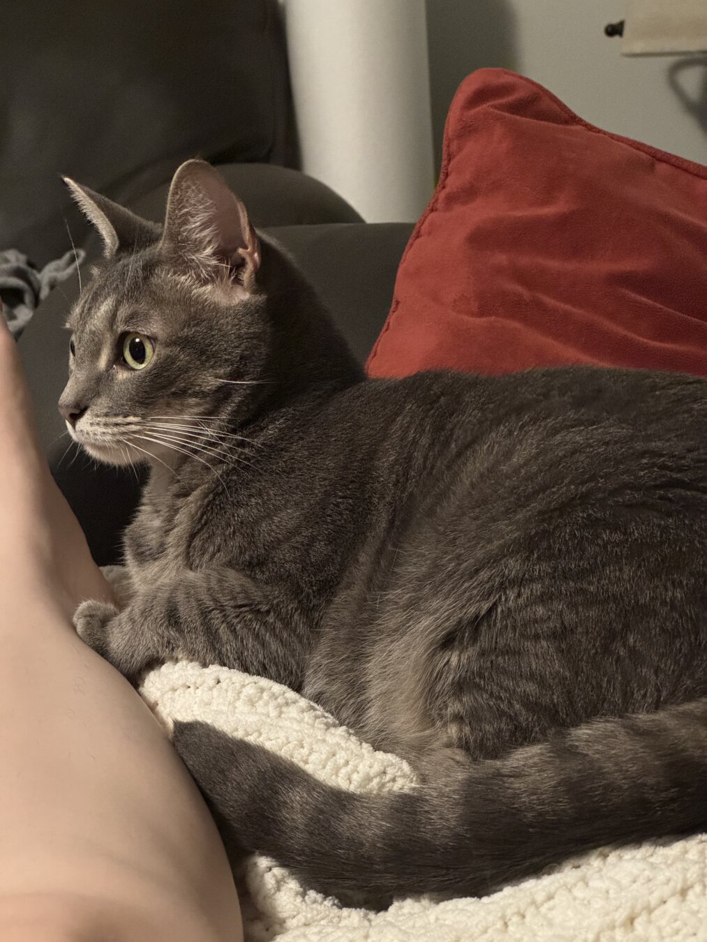 Silver gray tabby laying by the leg of the photographer.