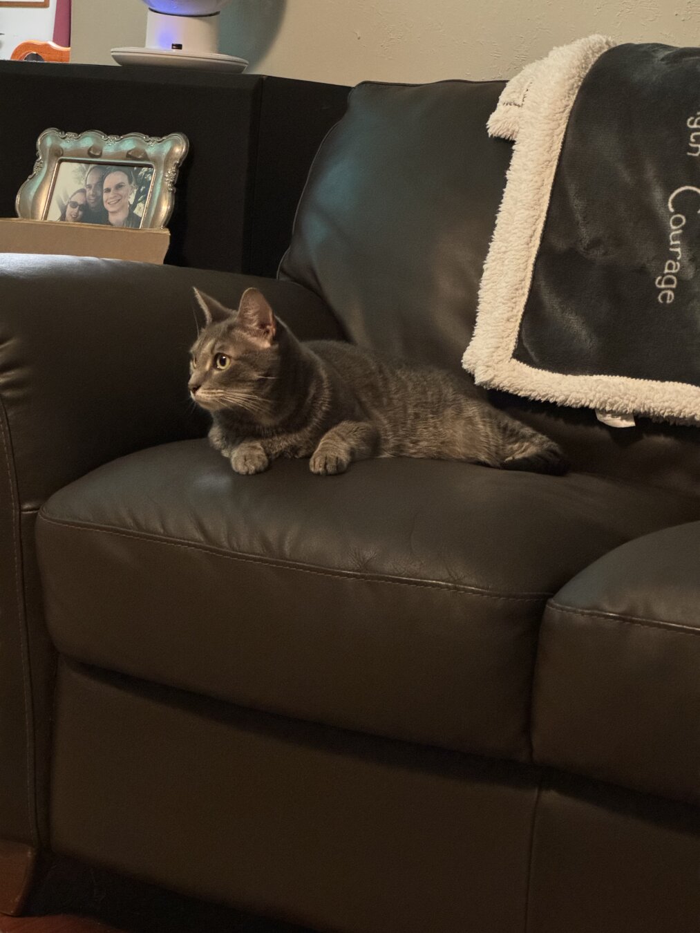 Silver gray tabby lounging on a sofa and looking into the distance.