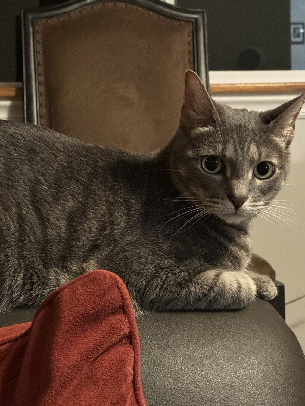 Silver gray tabby laying on the arm of a sofa and looking toward the camera.