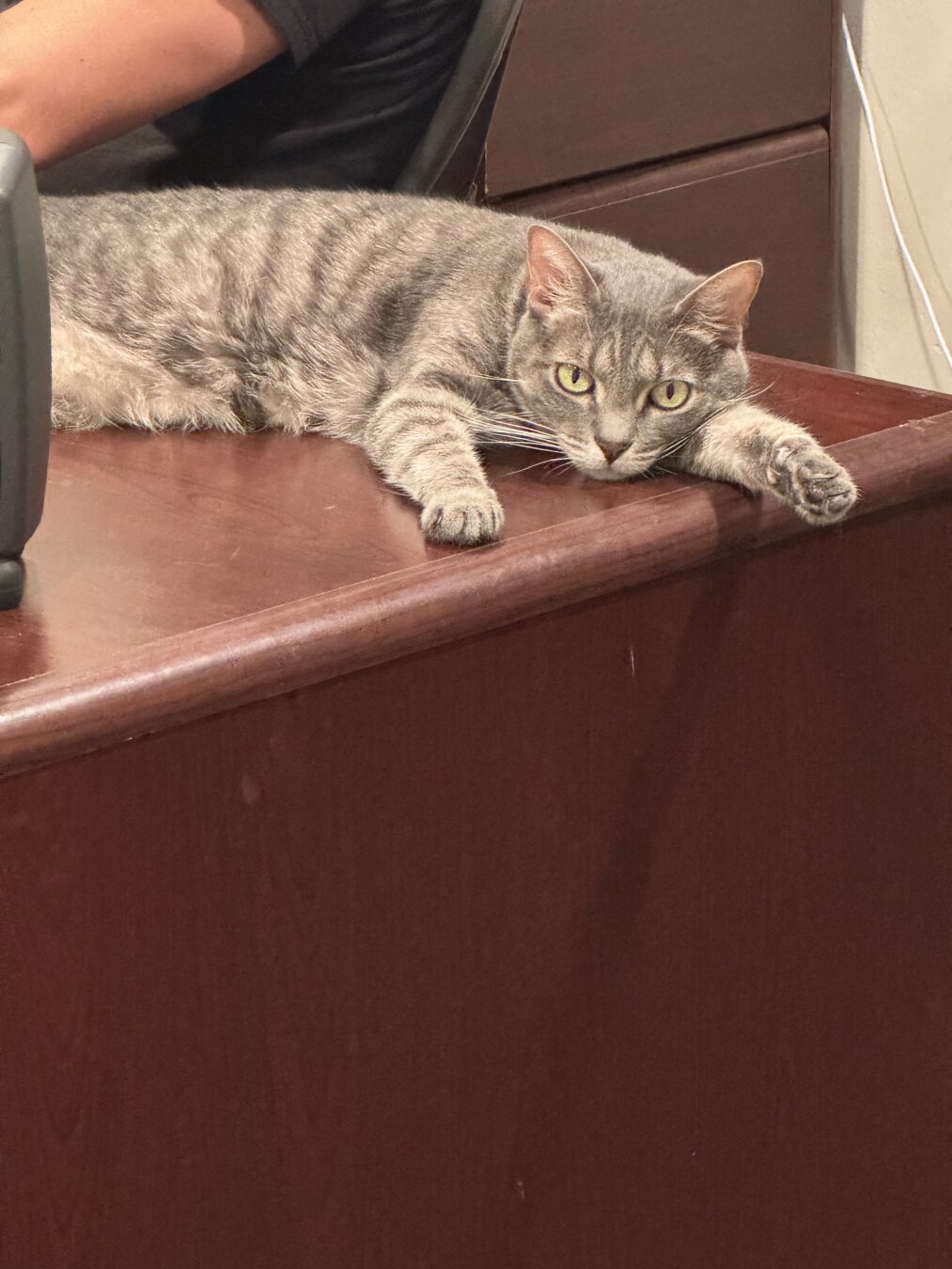 Silver gray tabby laying on her outstretched arm on a desk and looking toward the camera.