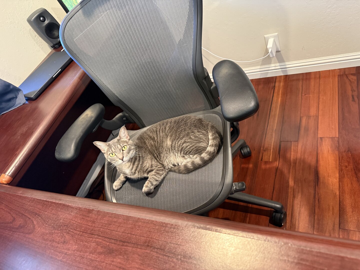 Silver gray tabby laying in a gray office chair beside a desk. She looks at the camera.
