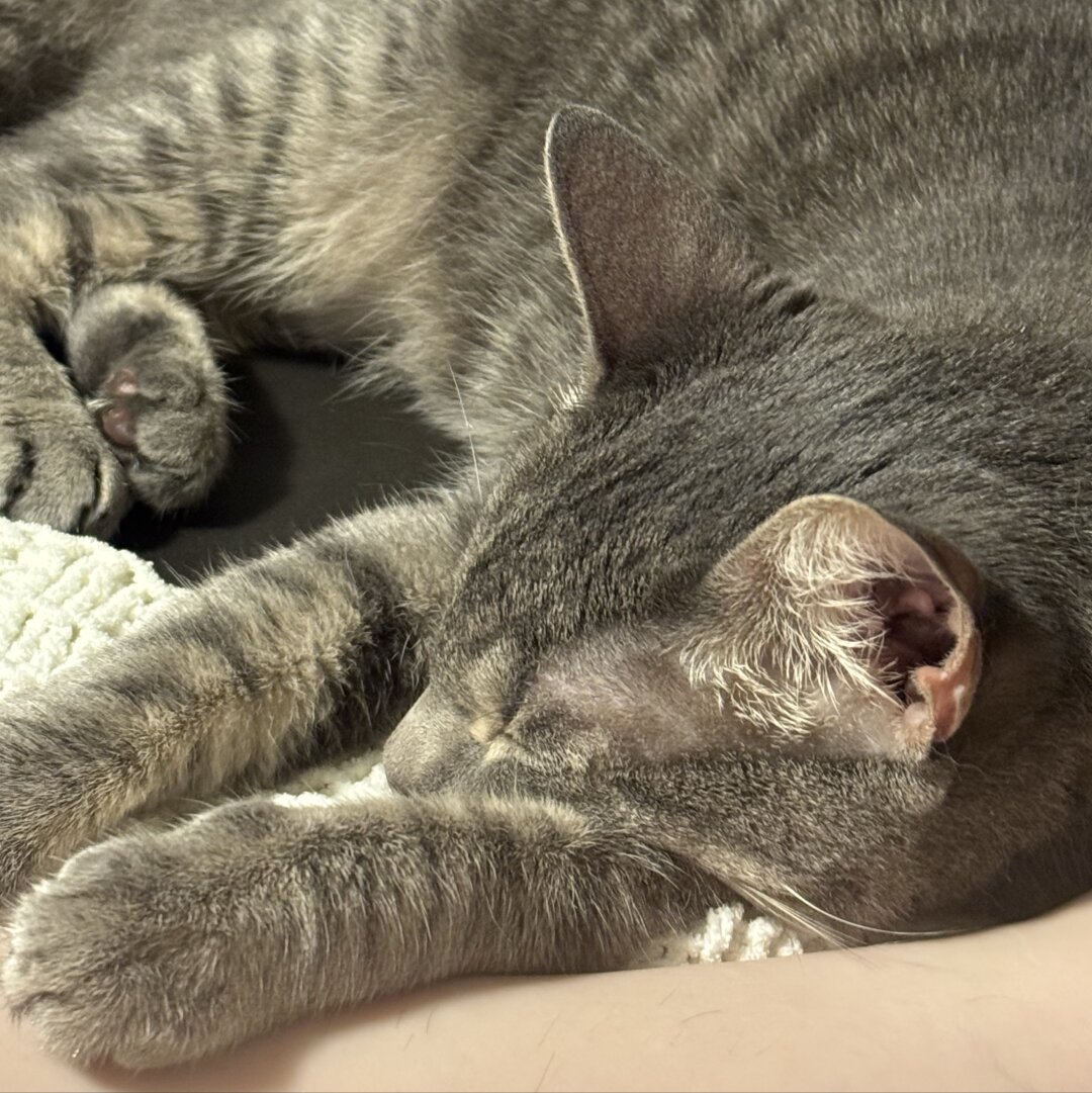 Close up of silver and black tabby sleeping