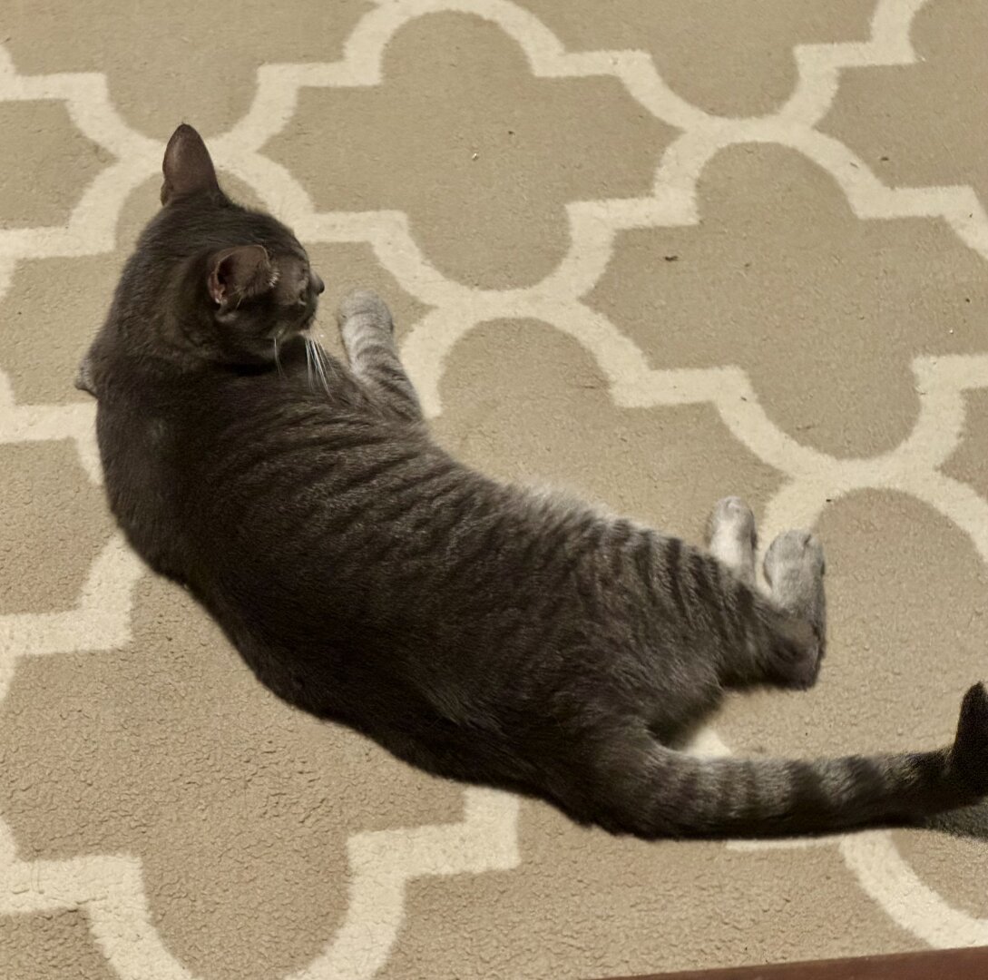 Silver Gray Tabby Cat lounging on rug.