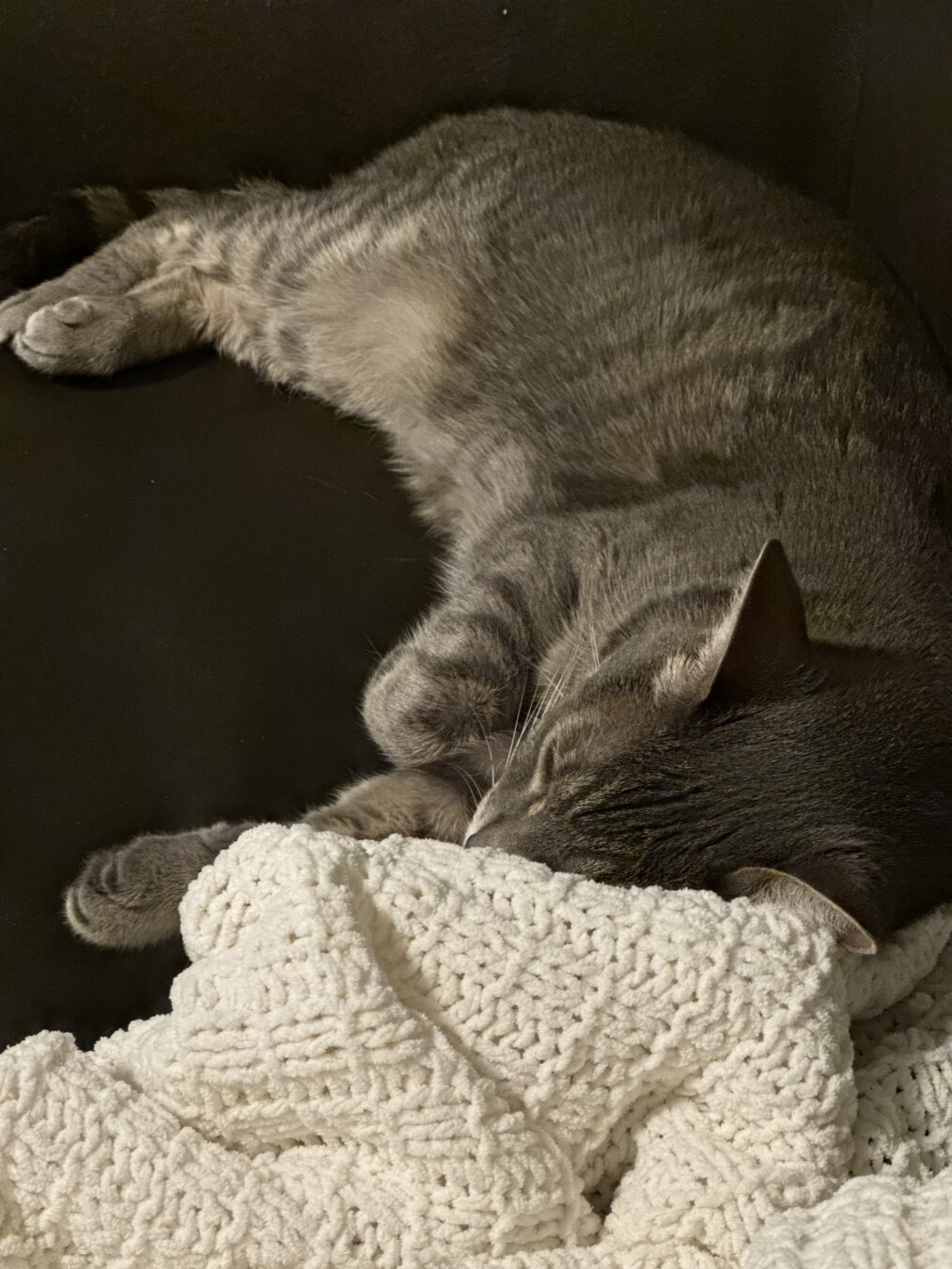 Silver gray tabby cat sleeping with head on white blanket.