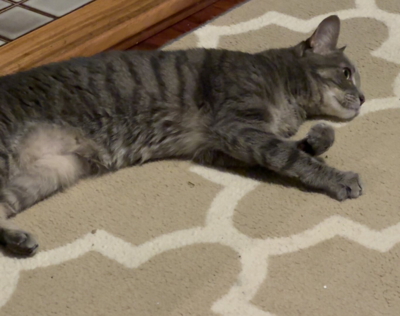 Silver Gray Tabby Cat stretched out on rug.