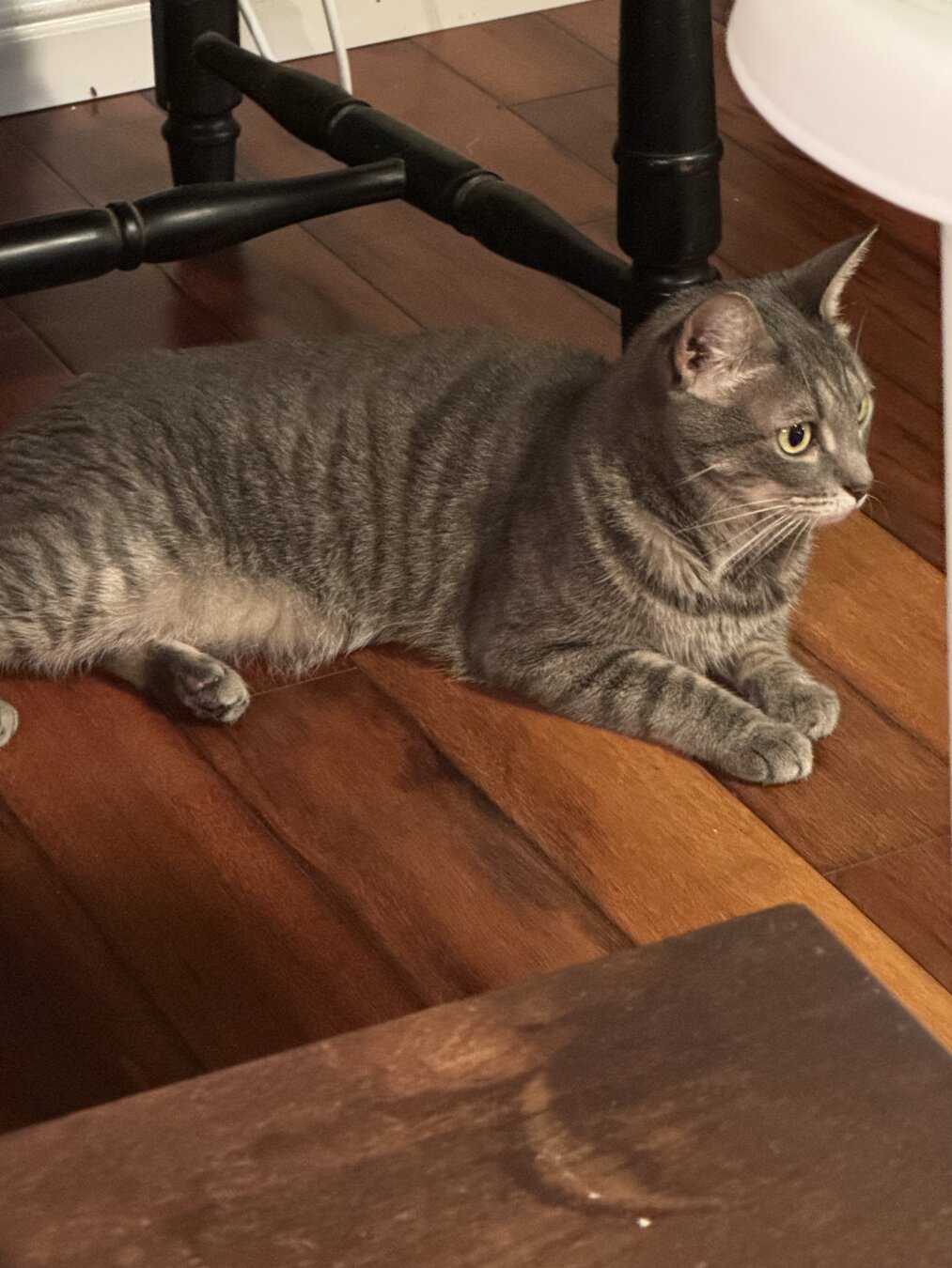Silver Gray Tabby Cat lounging on wood floor.