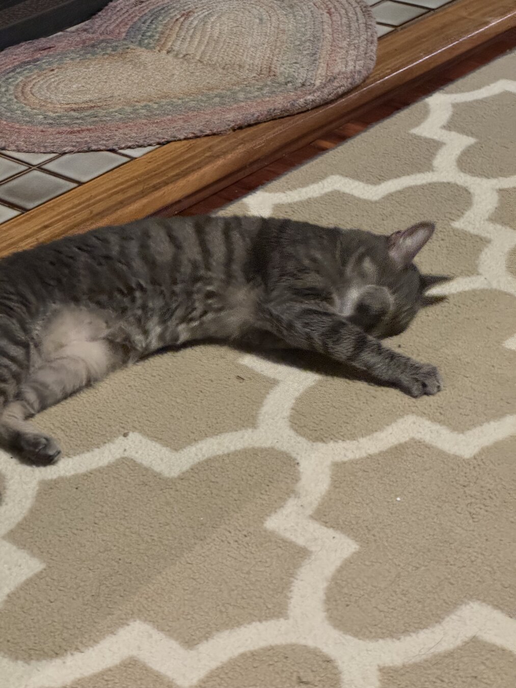 Silver Gray Tabby Cat lounging with face covered.