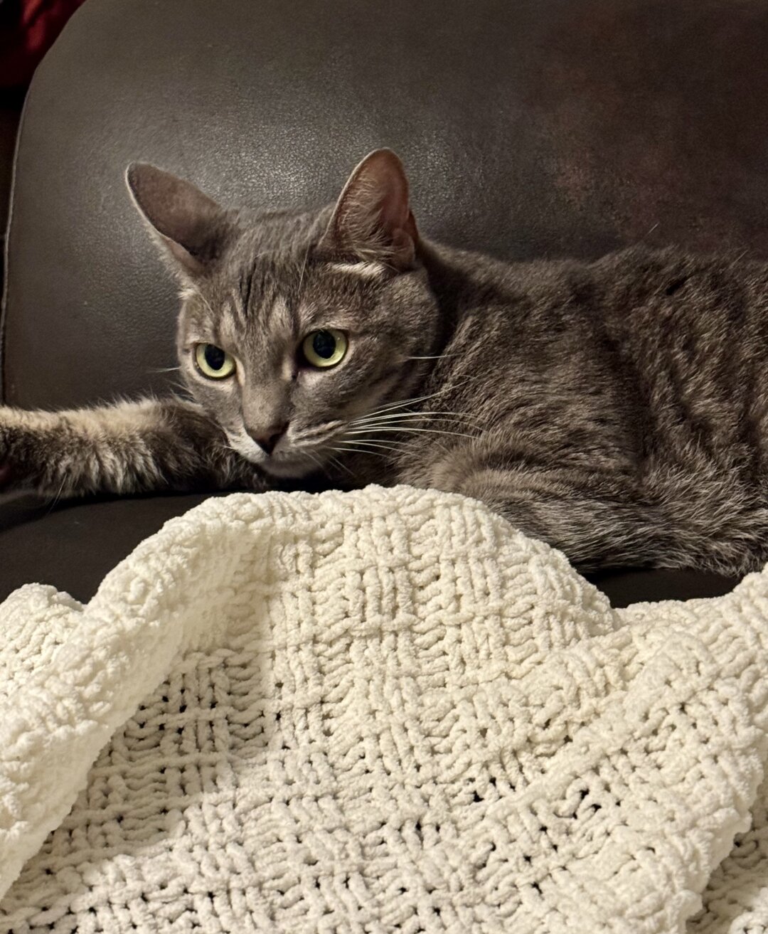 Silver gray tabby cat with large green eyes lounges on a blanket with one arm outstretched.