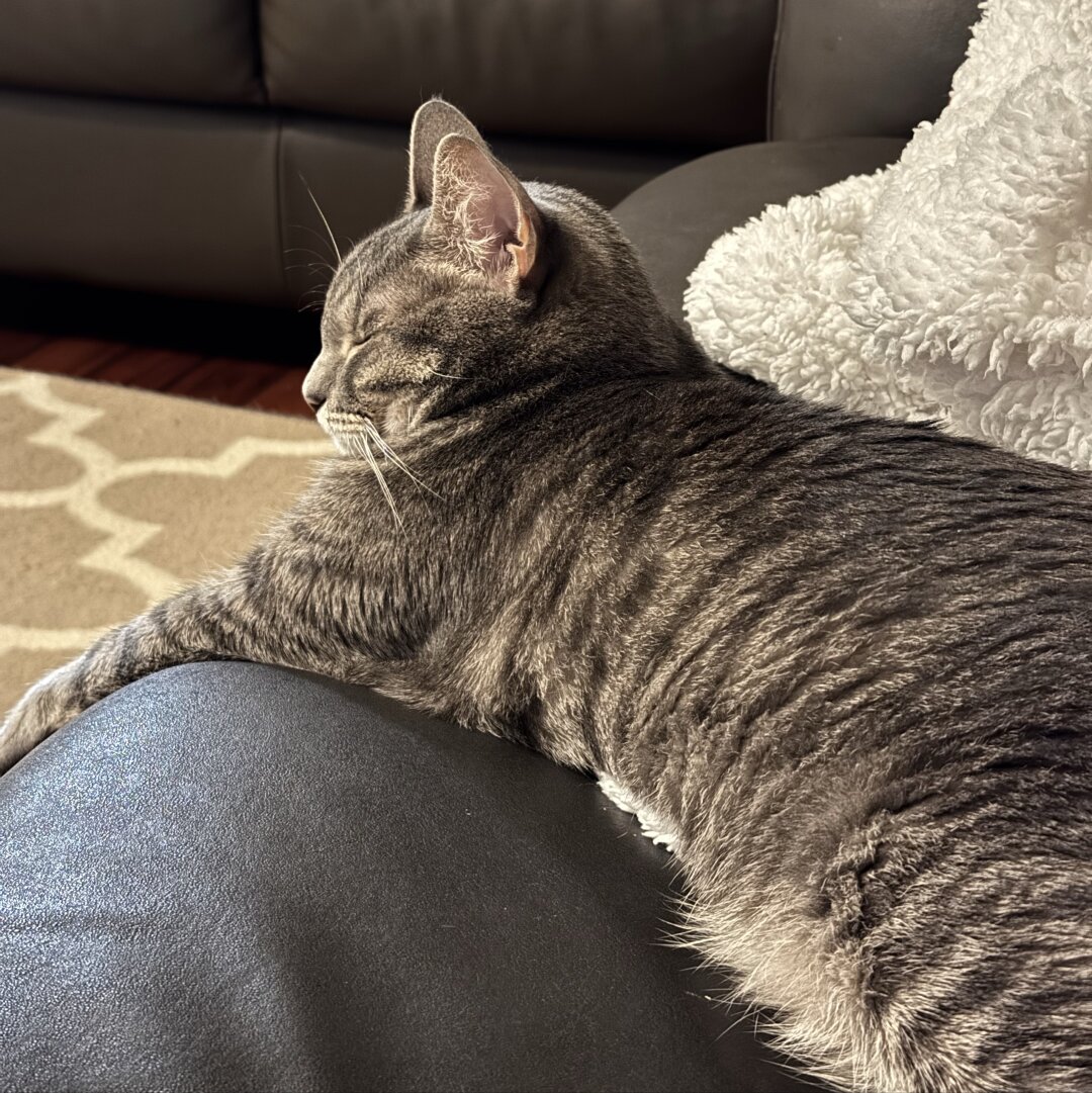 Cat lounging. Eyes closed. Arm outstretched.