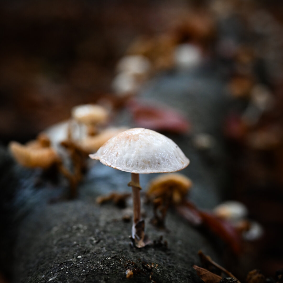 Another mushroom on bark
