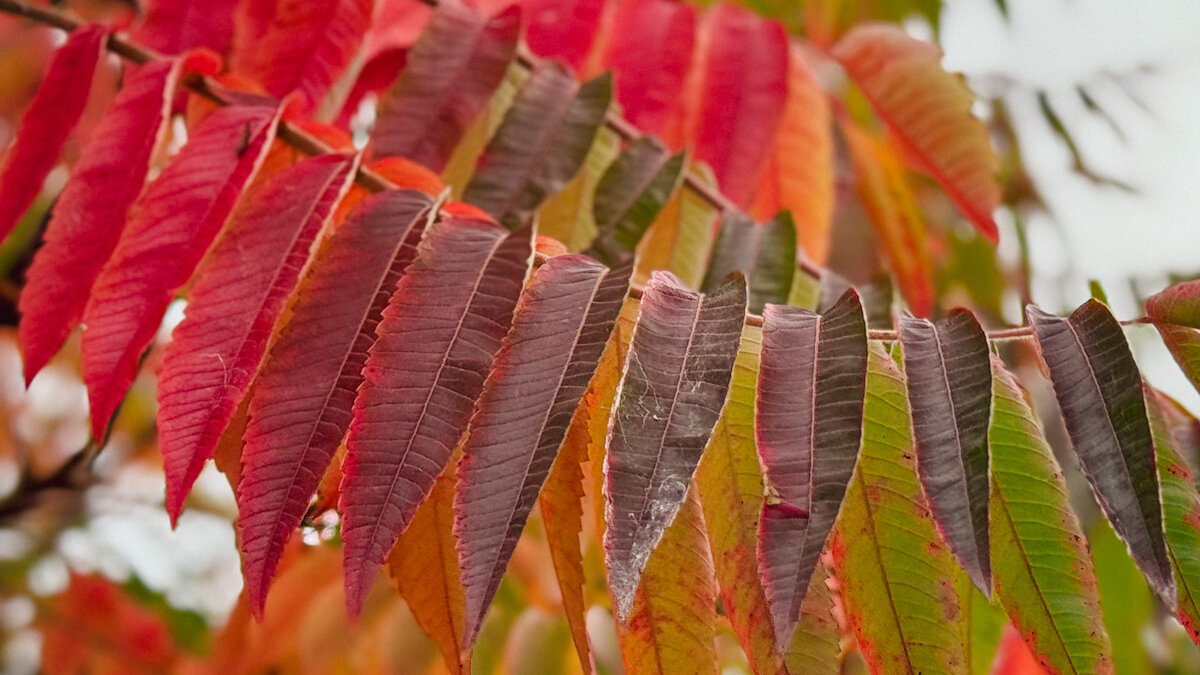 Leaves on a tree in fall colours: purple, red, yellow and green.