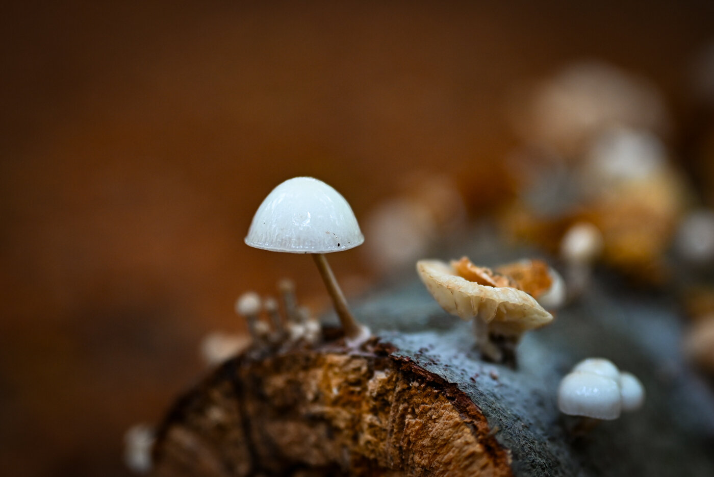 Small mushroom on a fallen tree