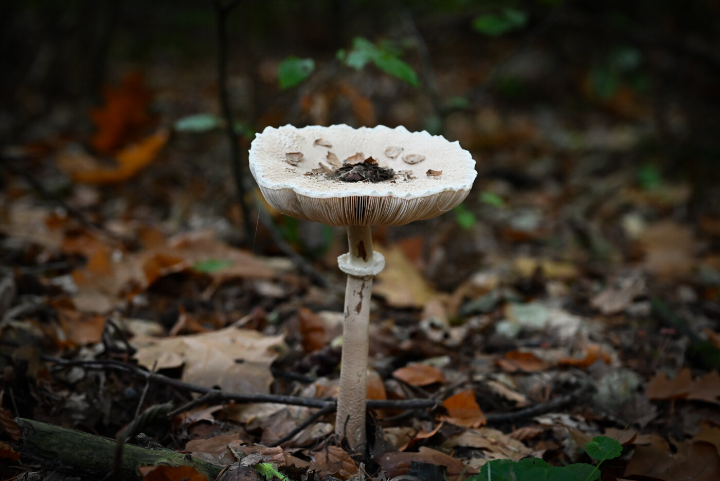 Mushroom on the forest floor