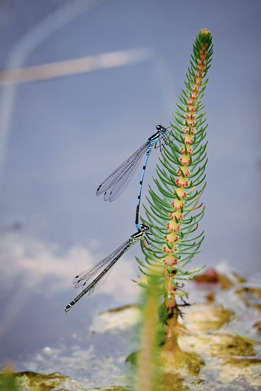 Two dragonflies on a plant sticking up out of a pond