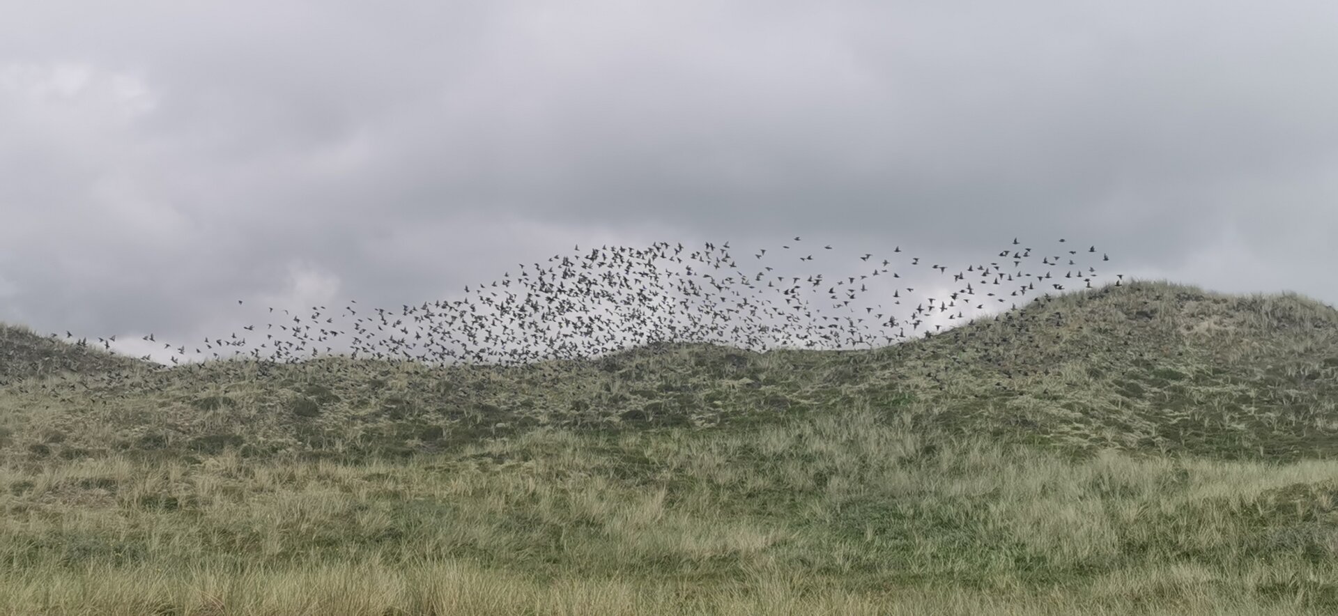 Starlings in west Jutland