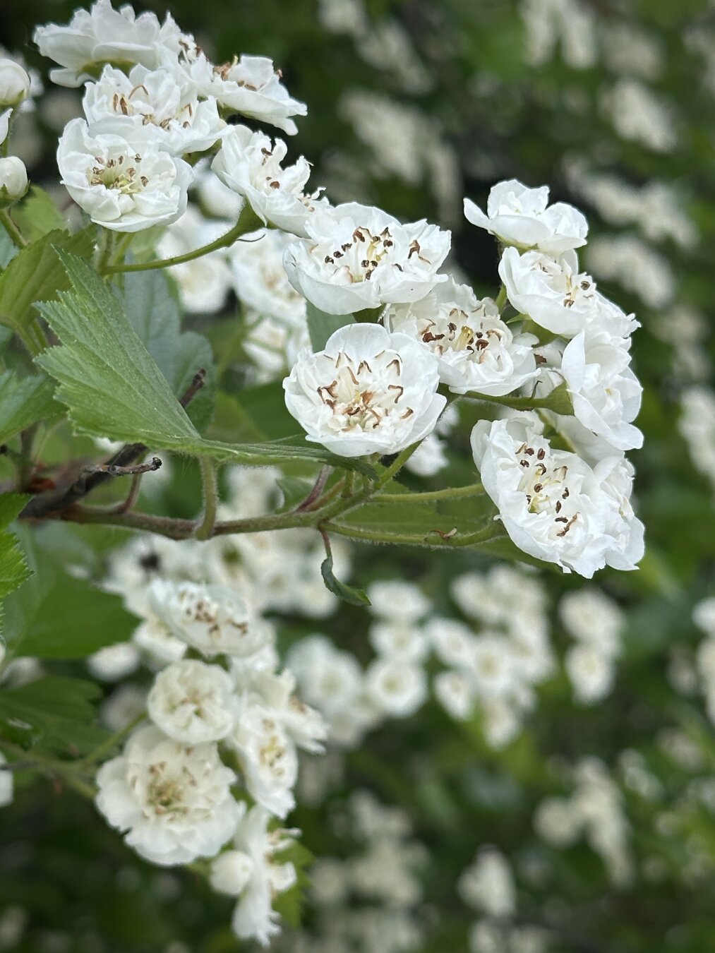 A close up of the white blooms of a common Hawthorn.