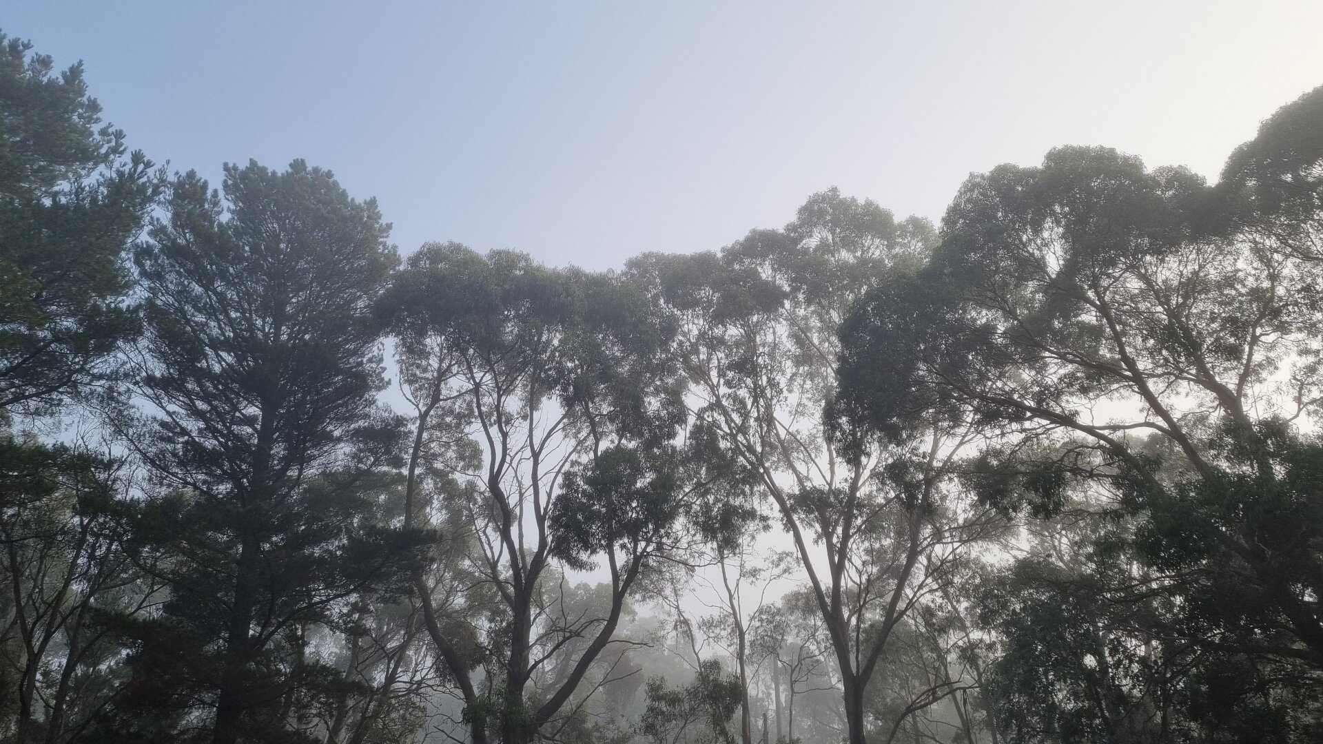 Mid to upper sections of eucalyptus and pine trees, in a line, almost silhouetted with fog rolling through. Very pale, early morning sky.