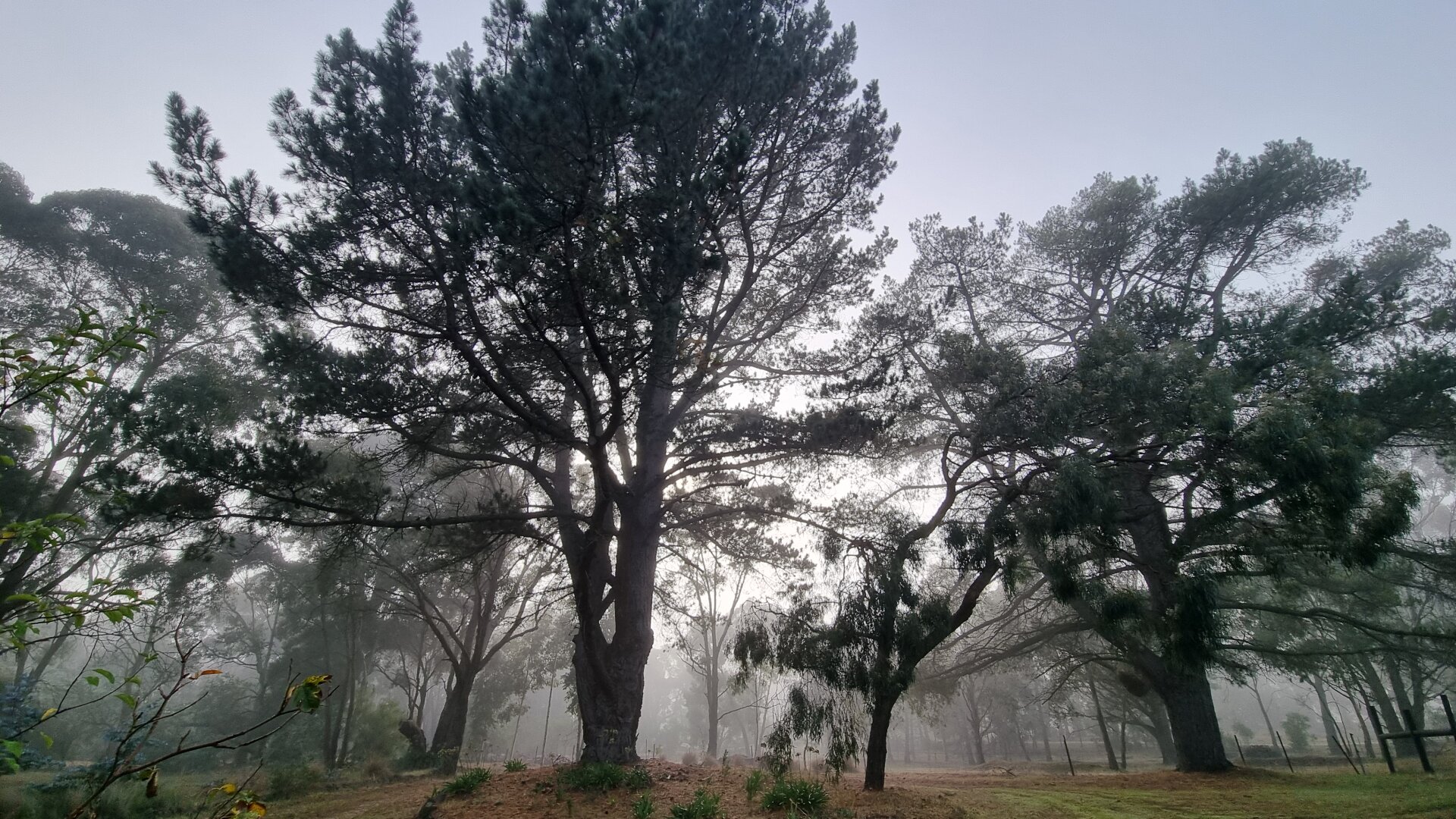 Wide angle, large pine trees, almost black silhouette with sun streaking through mist. Very pale, early morning sky.