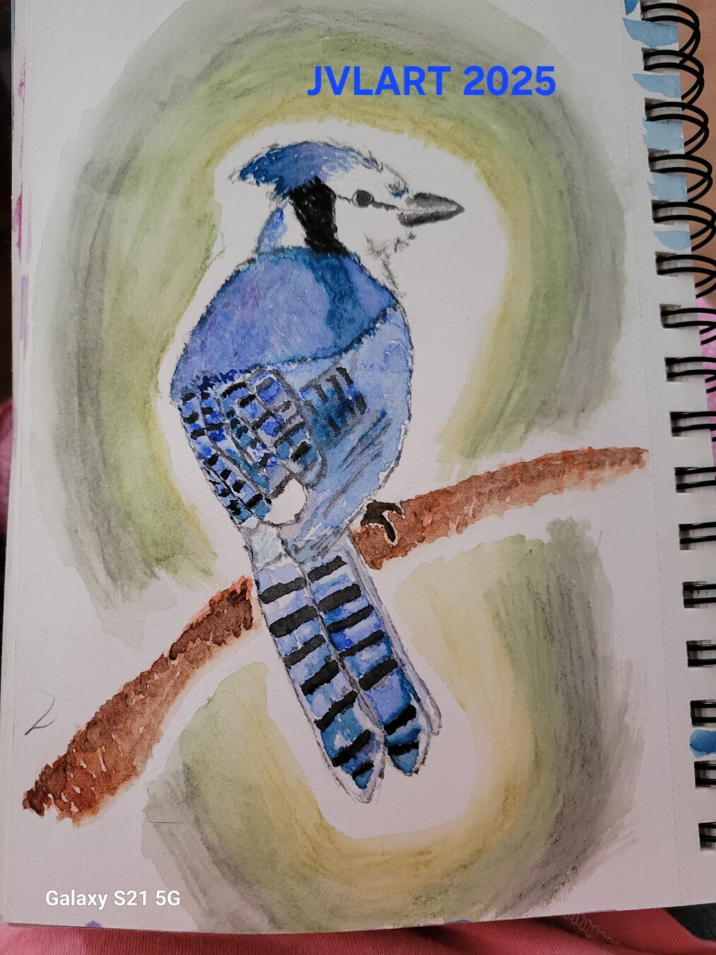 A male bluejay sits on a brown brach, a soft background of greens and Grey's encircled him