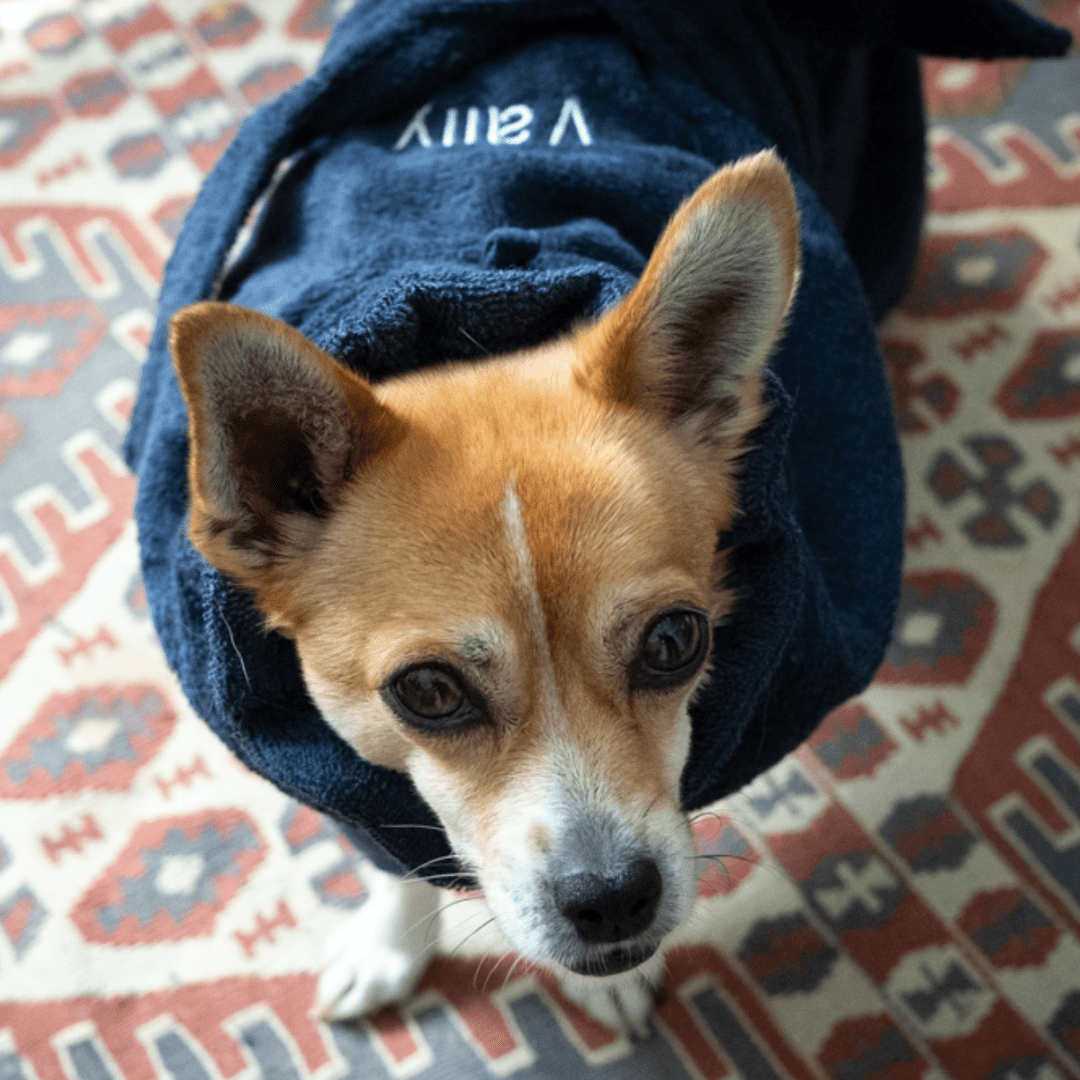 Eine kleine rot-weiße Hündin schaut neugierig in die Kamera. Sie trägt einen dunkelblauen Bademantel und steht auf einem blau-rot-weiß gemusterten Teppich.