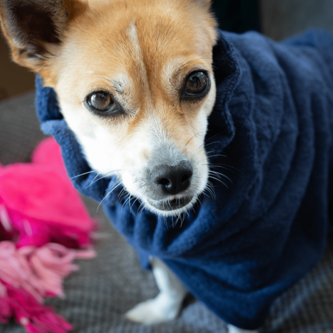 Eine kleine rot-weiße Hündin schaut neugierig in die Kamera. Sie trägt einen dunkelblauen Bademantel. Im Hintergrund liegt ein pinkes Plüschtier.