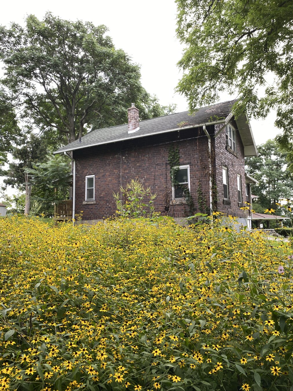 Small brown house sitting behind a field of yellow flowers.