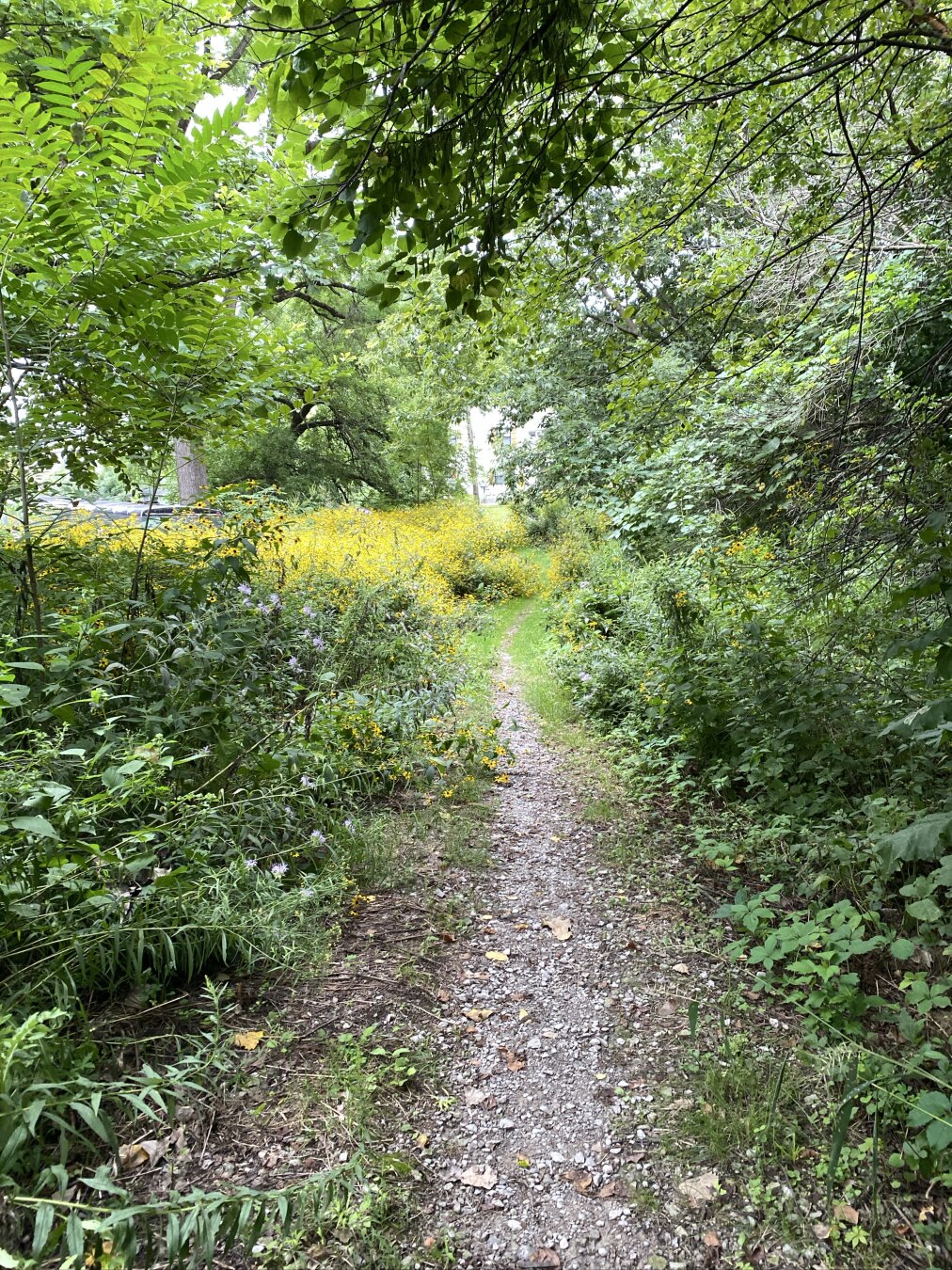 Dirt trail leading towards a bright yellow field of flowers, bright green trees and plants on either side.