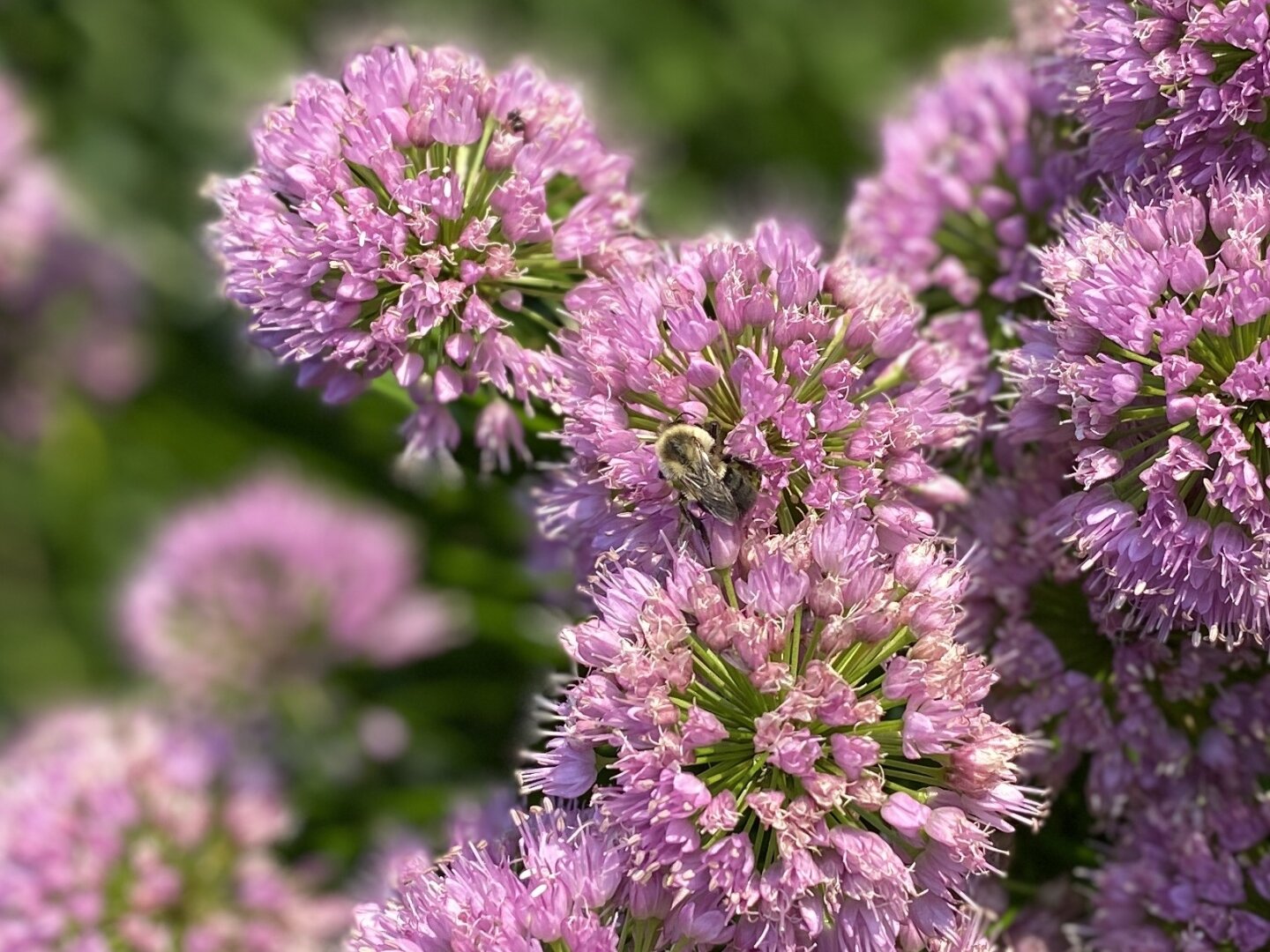 Close-up of several purple puffball looking flowers, with a bee hunting for pollen in the middle