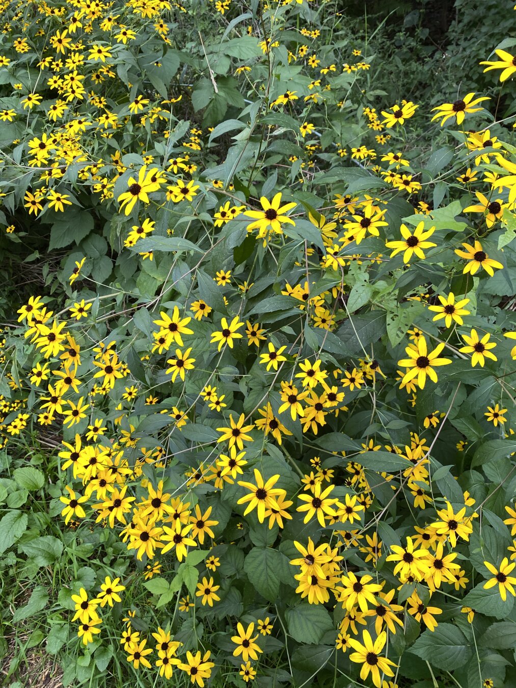 Close up of a section of the flower field, showing about a hundred small yellow flowers with brown centers popping out a field of bright green leaves.