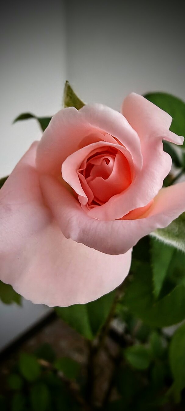 Rosa rosa pallido in primo piano con petali stratificati e centro corallo, circondato da foglie verdi sfuocate e boccioli sullo sfondo.