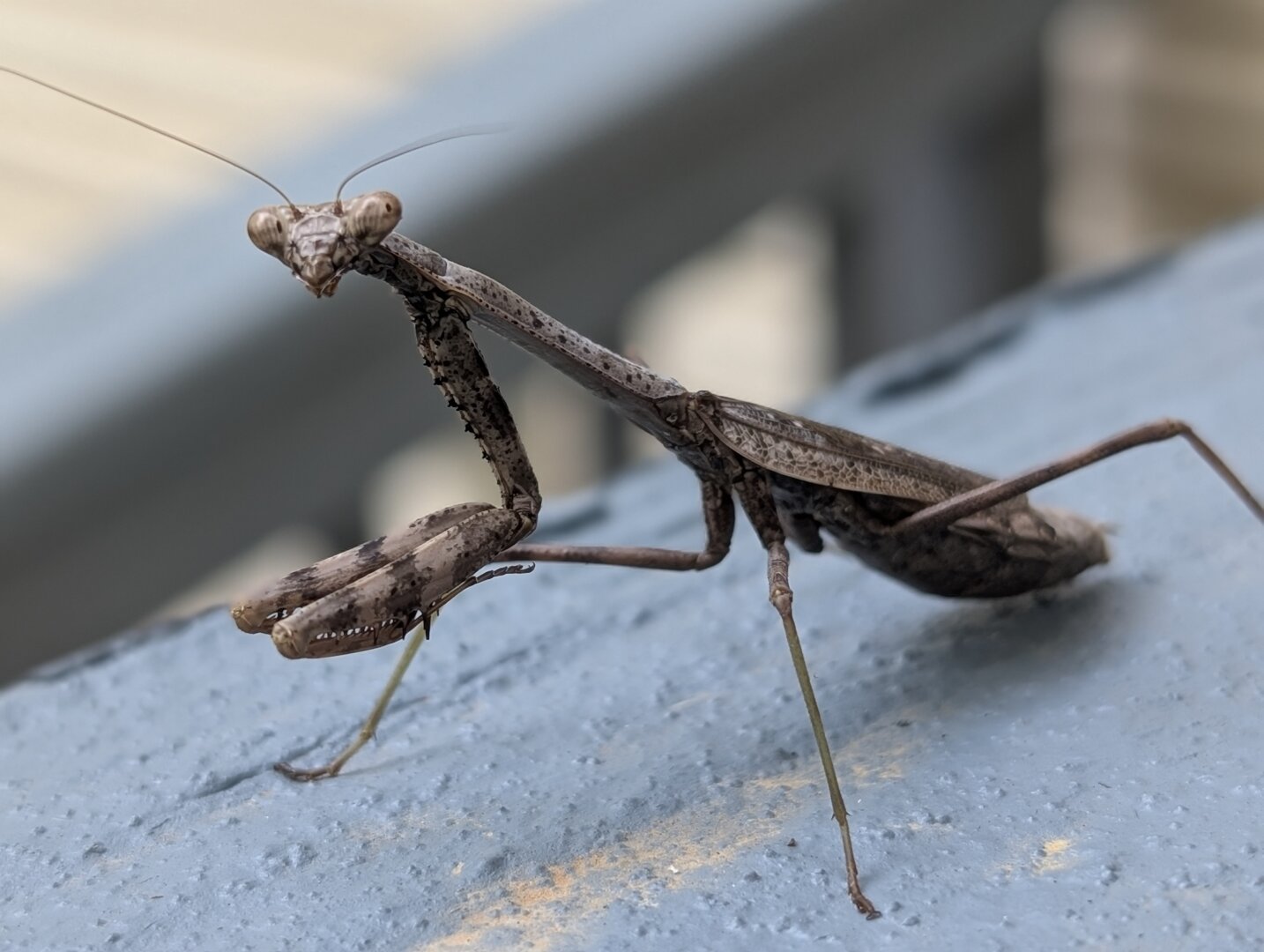 Brown praying mantis on a blue painted wood rail