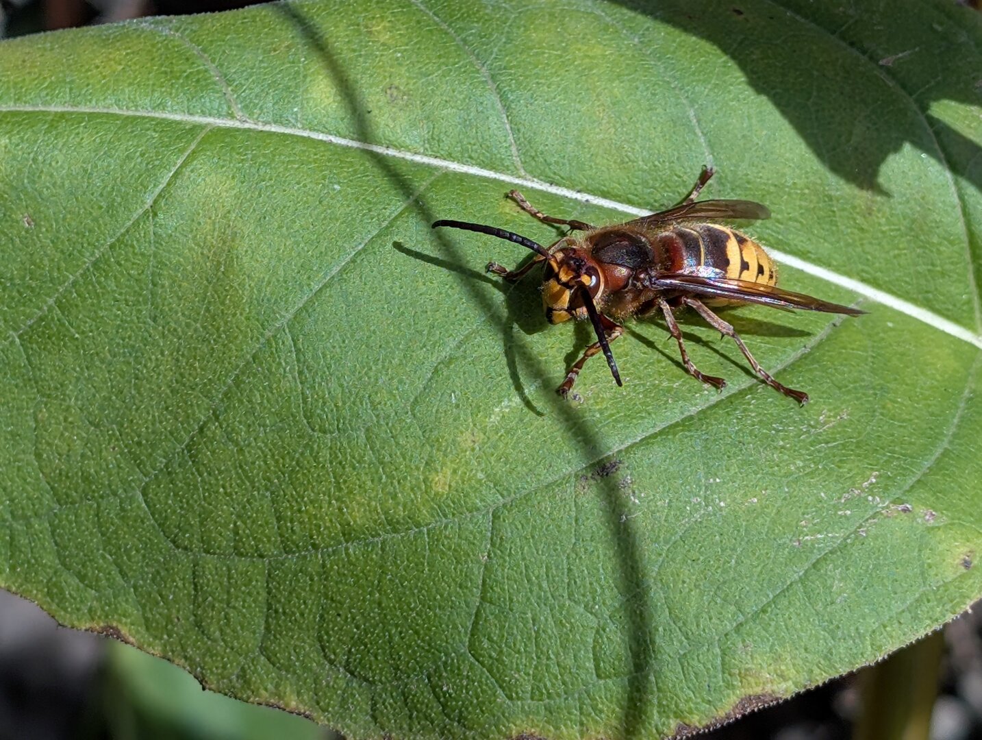 A large hornet on a green leaf.