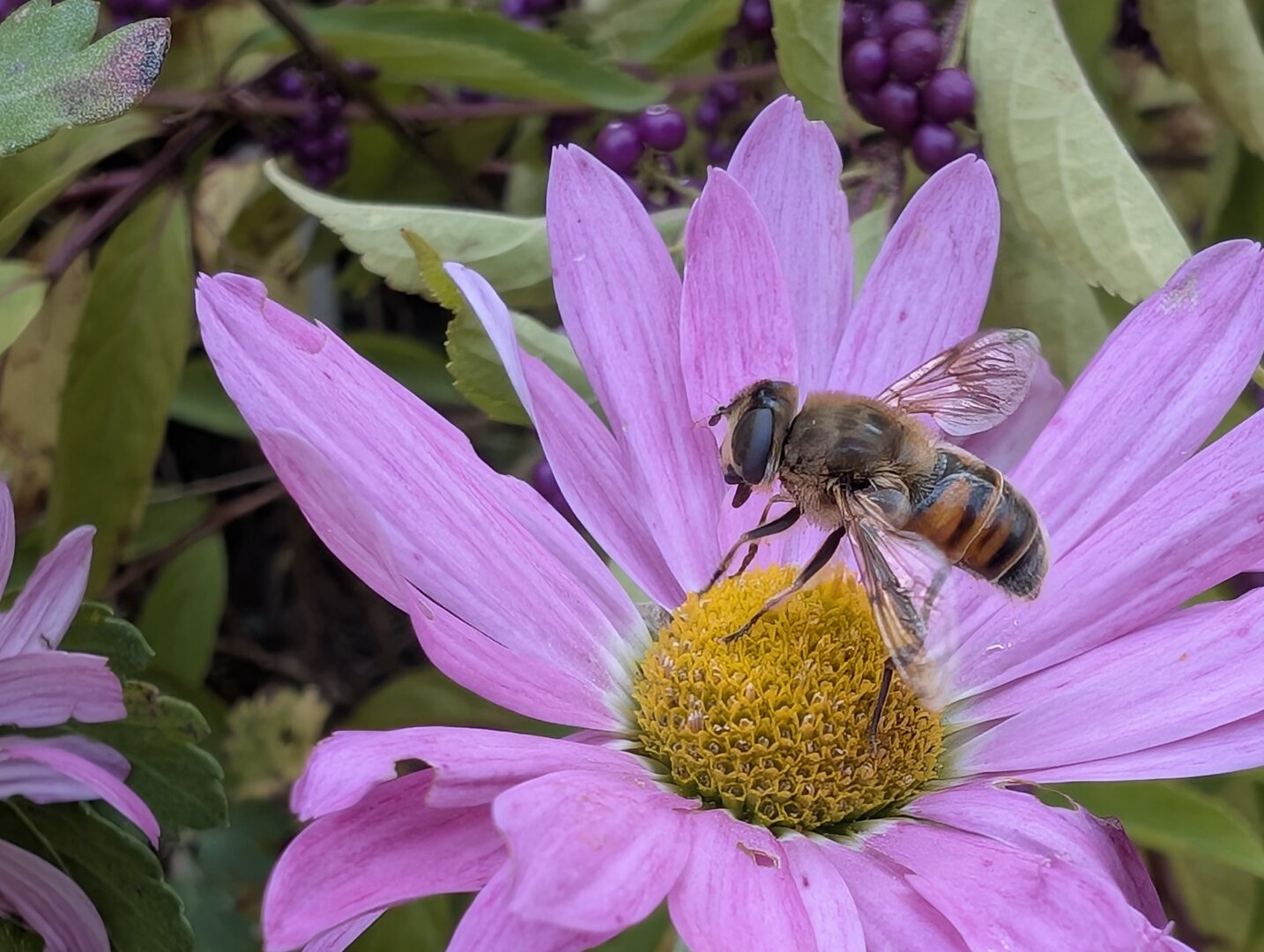 A bee on a magenta and yellow flower