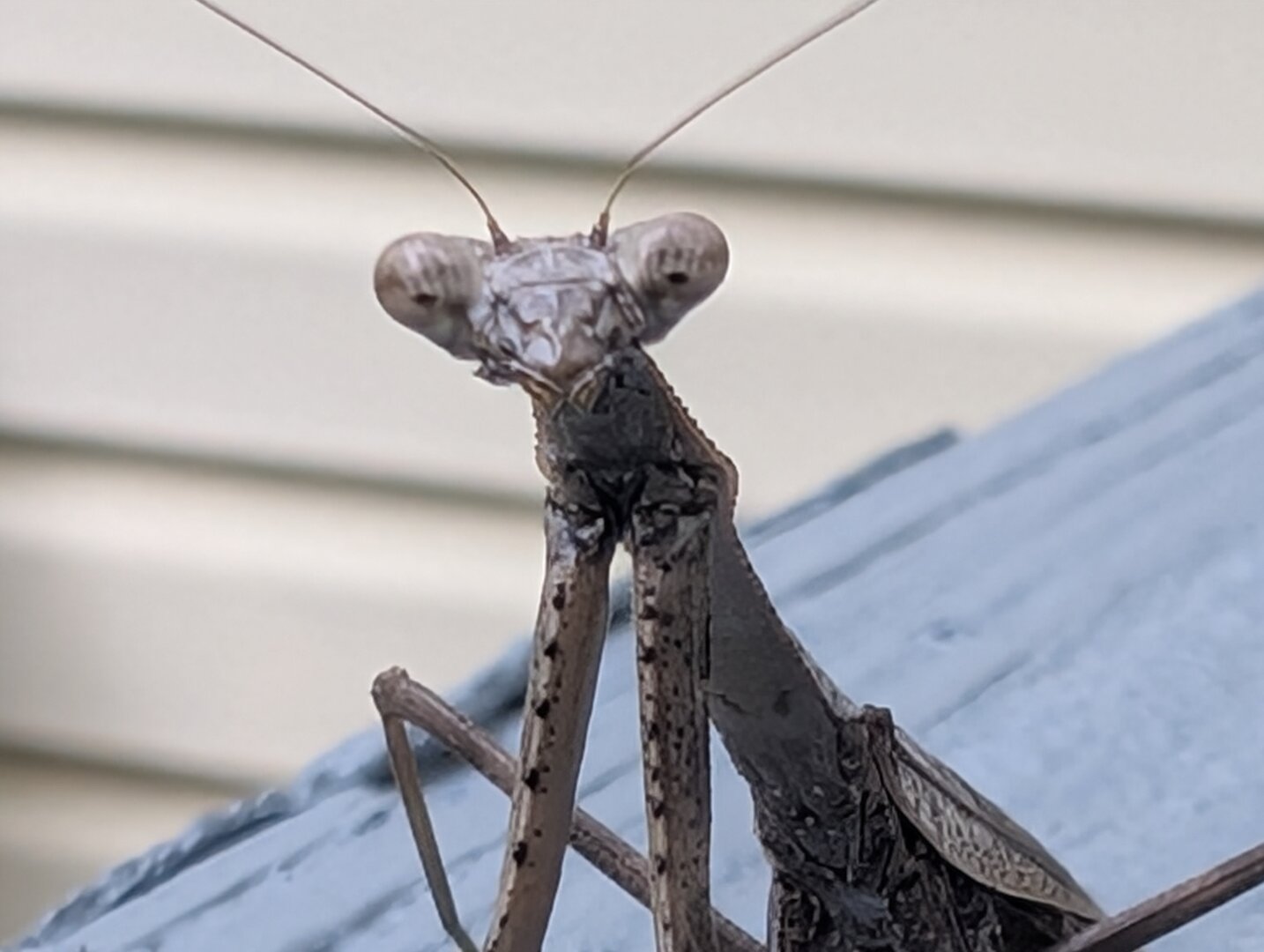 Brown praying mantis on a blue painted wood rail