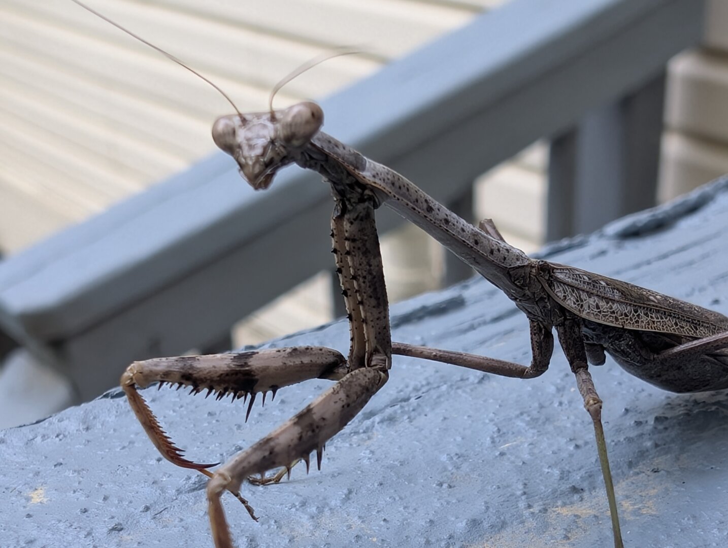 Brown praying mantis on a blue painted wood rail