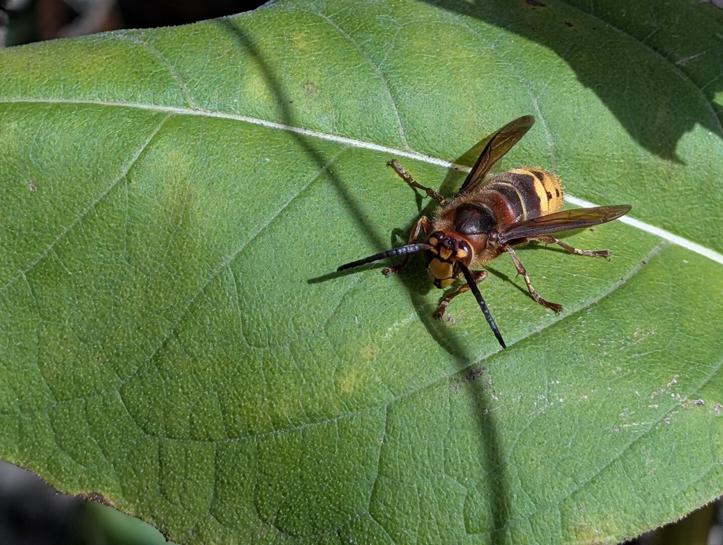 A large hornet on a green leaf.