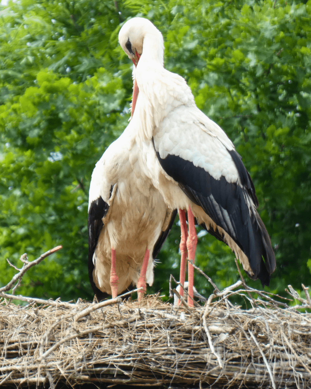 Zwei Weißstörche auf ihrem Nest, der Kopf eines ihrer Jungen lugt hinter den Beinen eines der Störche hervor.
