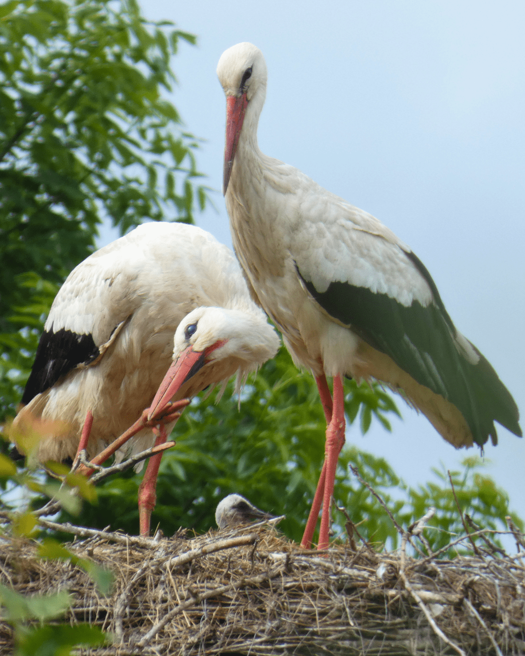 Zwei Weißstörche mit ihrem Jungen auf einem Nest