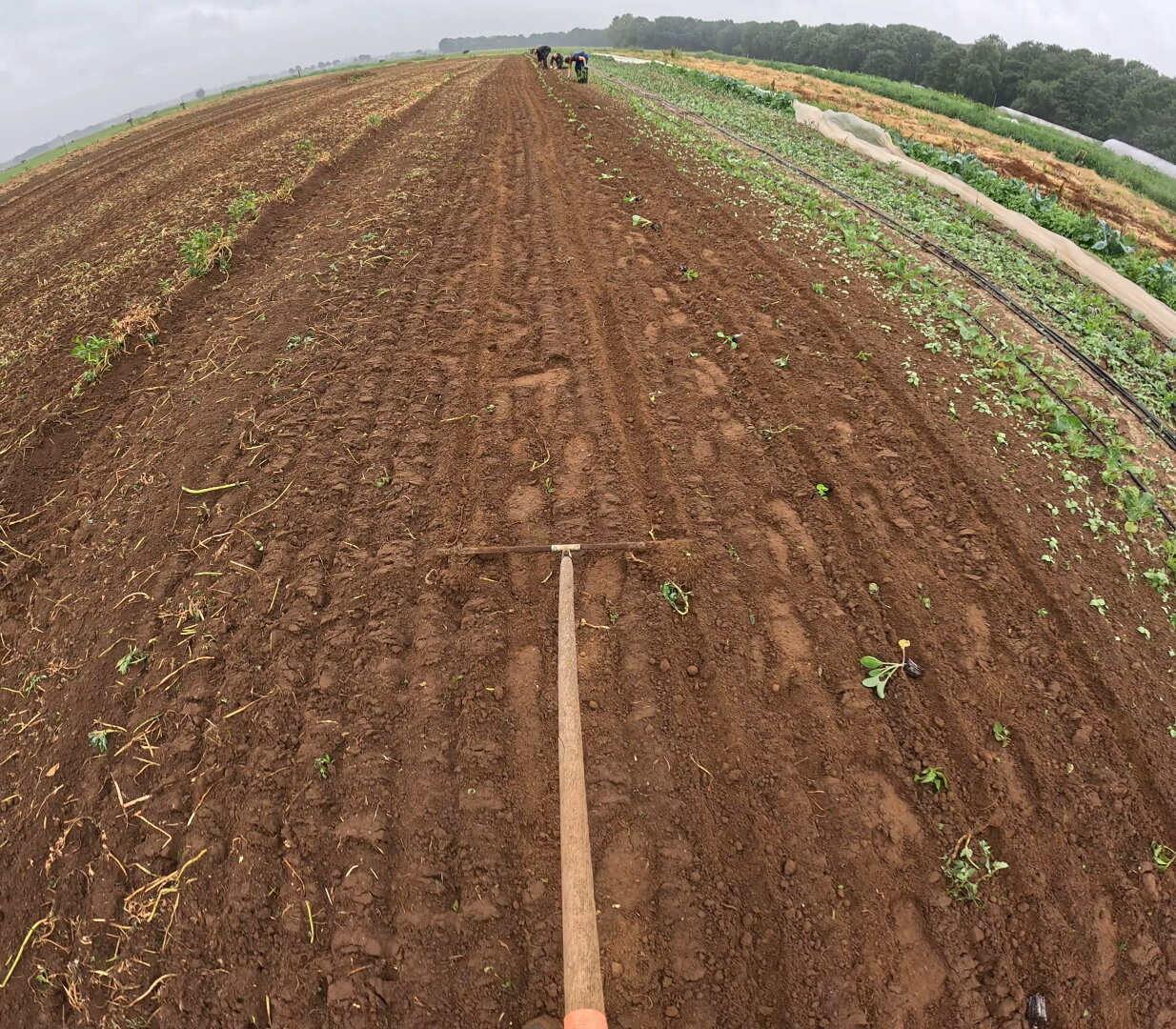 Eine Reihe ziehen für den Grünkohl im Gemüsegarten
