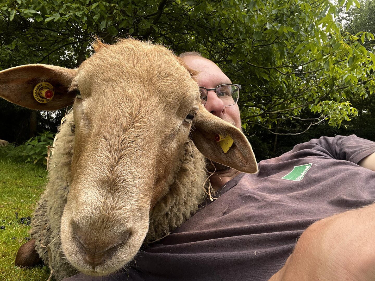 Hübscher Schafbock mit hübschen Menschenmann auf einer Wiese.