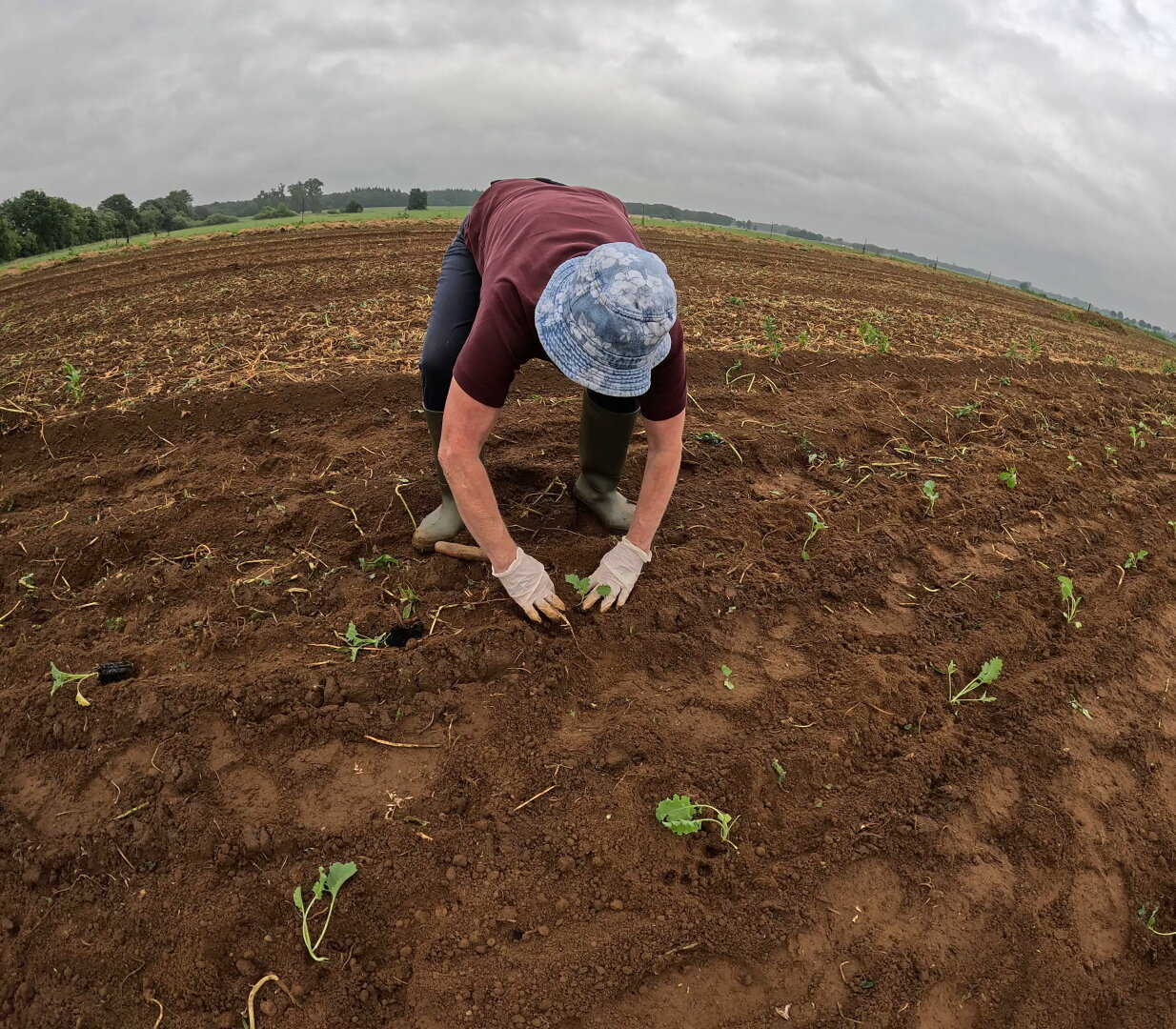 Mensch mit Hut pflanzt Kohl im Gemüsegarten