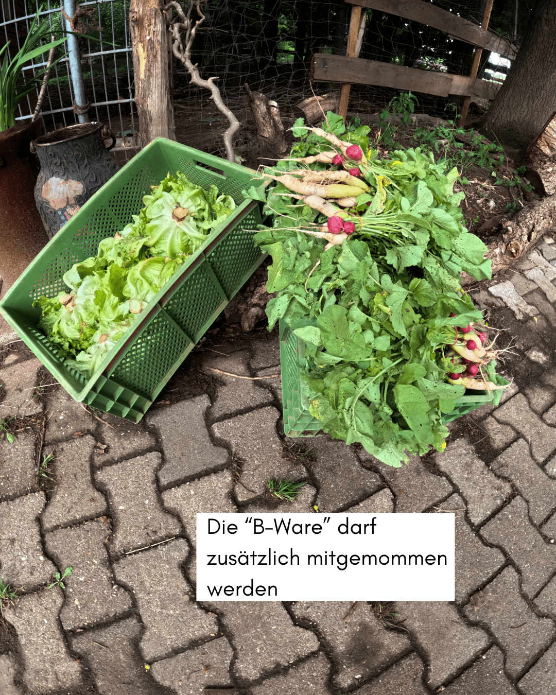 Zwei Gemüsekisten mit B-Ware Gemüse zum Mitnehmen