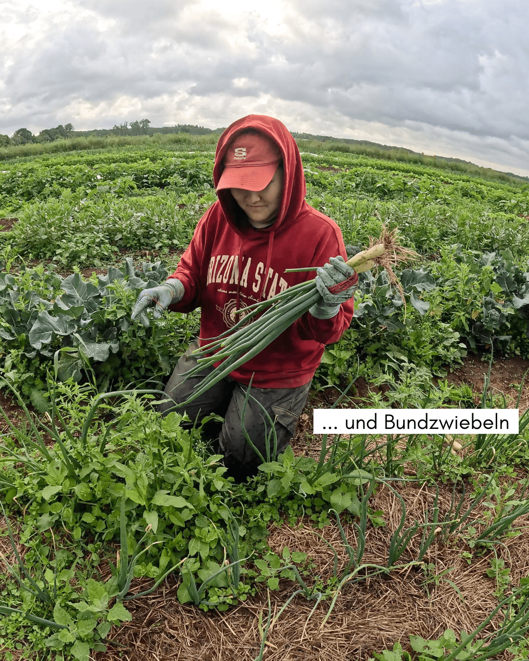 Mensch mit roten Hoodie und Cap am Bundzwiebeln ernten