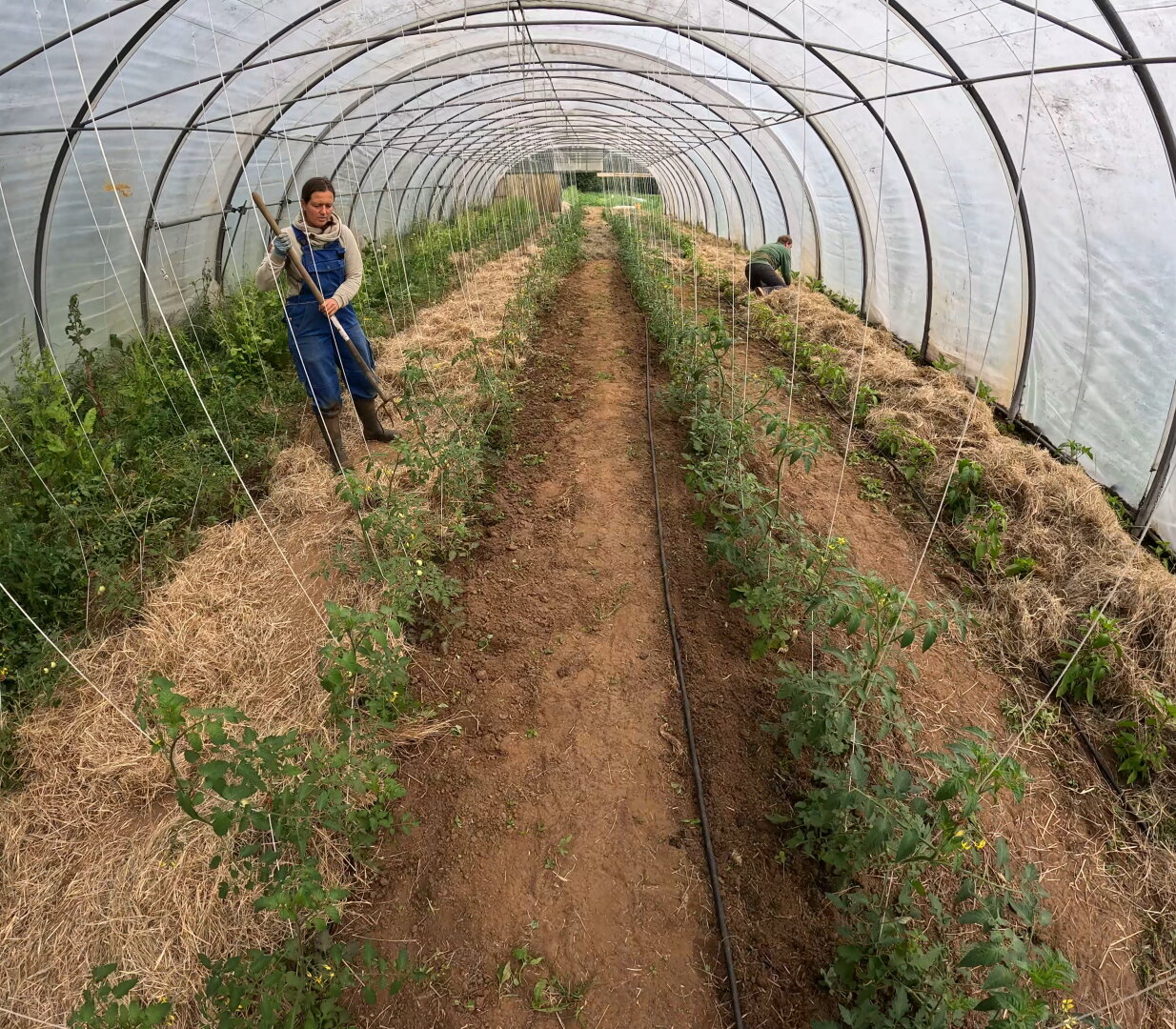 Zwei Menschen im Folientunnel am Heumulch zwischen Tomaten verteilen