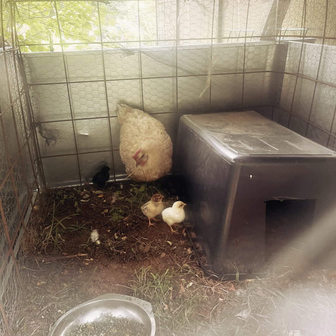 Ein weißes Huhn mit 3 Küken in verschiedenen Farben