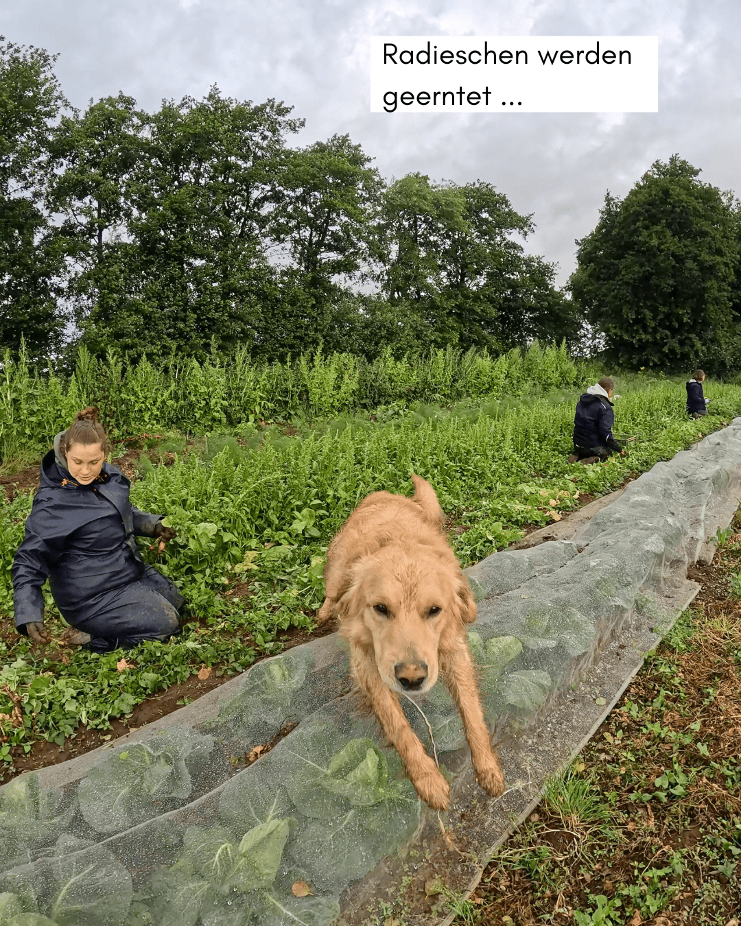 Einige Menschen und ein Golden Retriever im Garten am Radieschen ernten